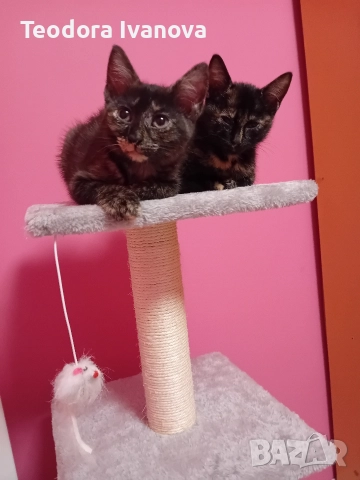 Моля помогнете!!!, снимка 2 - Други - 52710122