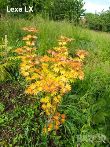 Японски клен,ацер Катсура\Acer palmatum Katsura, снимка 3 - Градински цветя и растения - 45846242