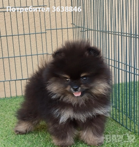 Померан, снимка 1