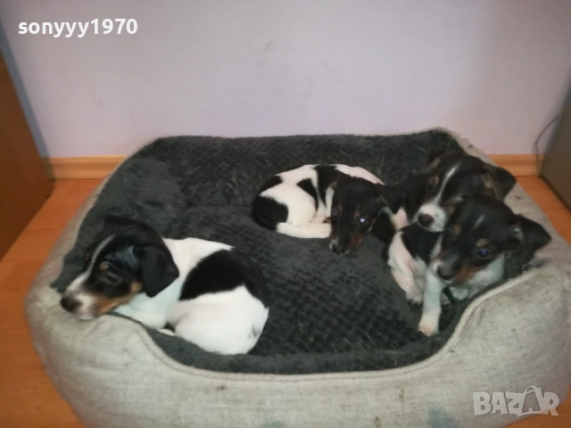 джак ръсел женски кутрета с паспорт и ваксина 1910251308, снимка 11 - Джак ръсел териер - 52105790