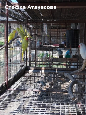 Малки Александри, снимка 6 - Папагали - 50990222