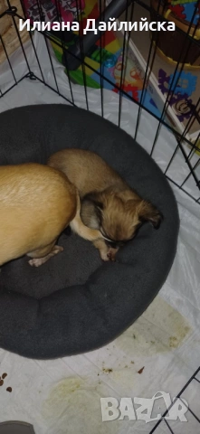 Супер мини чихуахуа, снимка 12 - Чихуахуа - 53387021