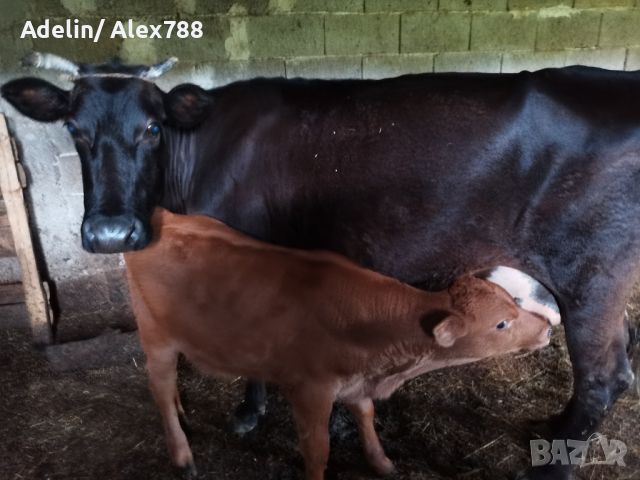 Продавам крави с телета , снимка 2 - Крави - 45743216