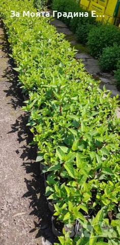 Хортензия Paniculata red, снимка 7 - Градински цветя и растения - 53624069