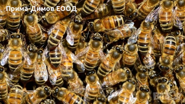 Оксалова киселина за пчеларство, снимка 2 - За пчели - 51531191