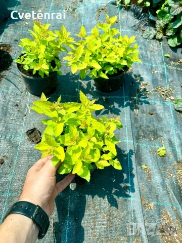 Японска Спирея, снимка 1