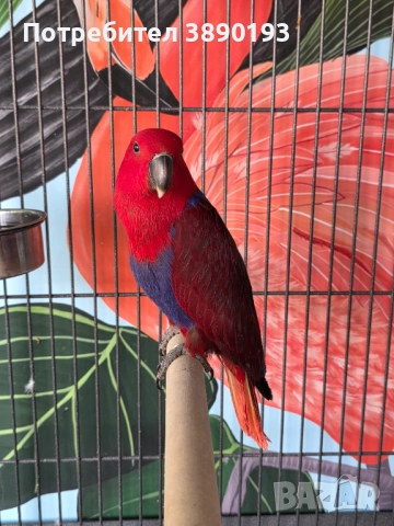 Женски еклектус , снимка 6 - Папагали - 52262485