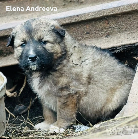 Продавам малки каракачански кученца