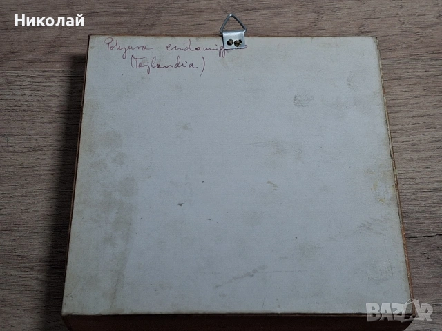 Препарирана Пеперуда в Рамка, снимка 13 - Декорация за дома - 54175284