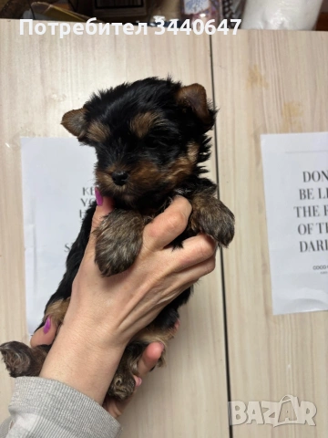 Женско йорки 