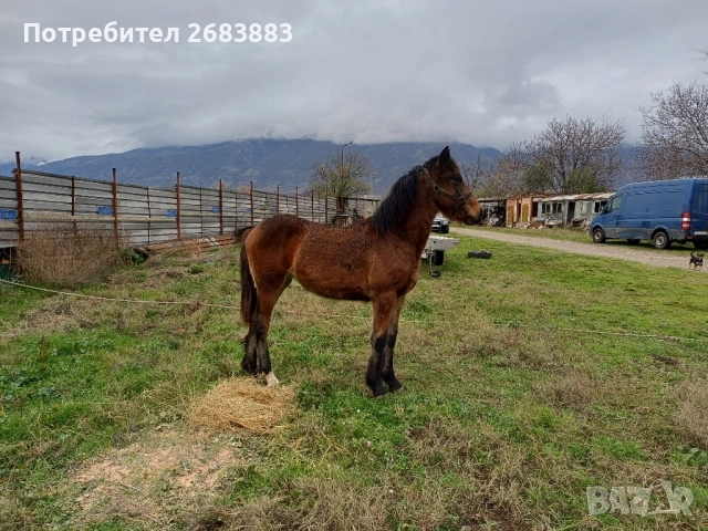 Женско конче