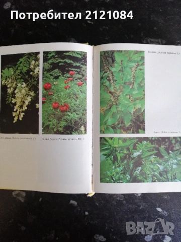 Билките в България и използването им , снимка 3 - Българска литература - 53220247