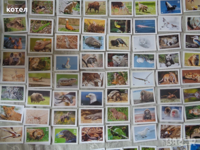 Продавам 90 броя стикери Billa Animal Planet (Светът на животните), снимка 2 - Колекции - 54123925