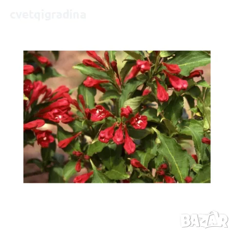 Weigela 'Red Prince'  вейгела, снимка 1 - Градински цветя и растения - 49085594