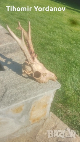 Трофей от сръндак -5 броя , снимка 13 - Антикварни и старинни предмети - 54056882