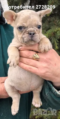 Френски булдог/French Bulldog от 600 до 700лв , снимка 7 - Френски булдог - 48347355