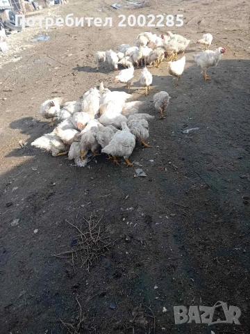 пилета росс 308 бройлери