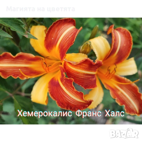 Хемерокалис Франс Халс корен