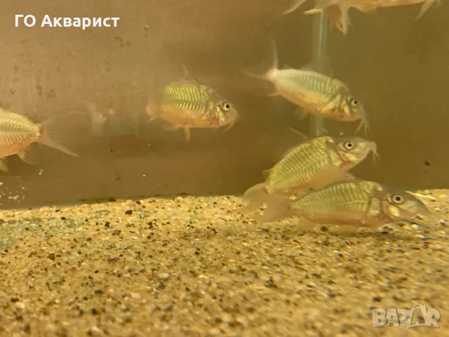 Коридорас Брохис / Corydoras Brochis, снимка 5 - Рибки - 47379854