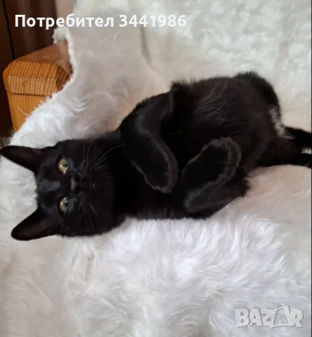 Кротко черно котараче на 5 м търси дом., снимка 3 - Други - 47572871