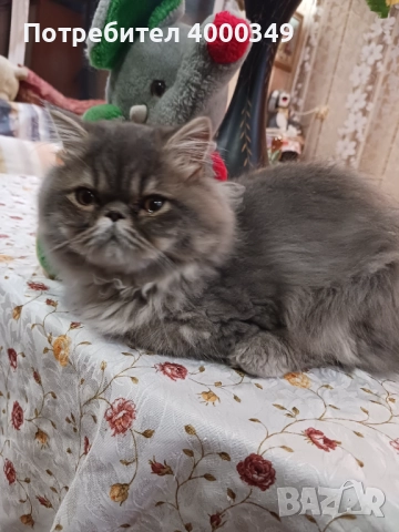 Продавам персийско женско коте, снимка 5 - Персийска - 52506801