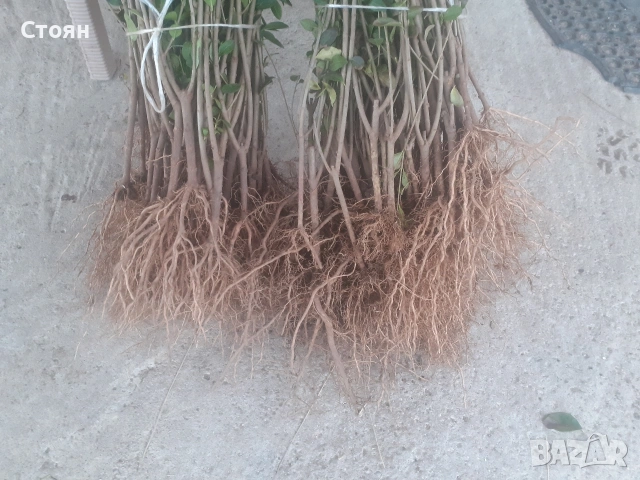 Жив плет, Лигуструм, снимка 2 - Градински цветя и растения - 54000495