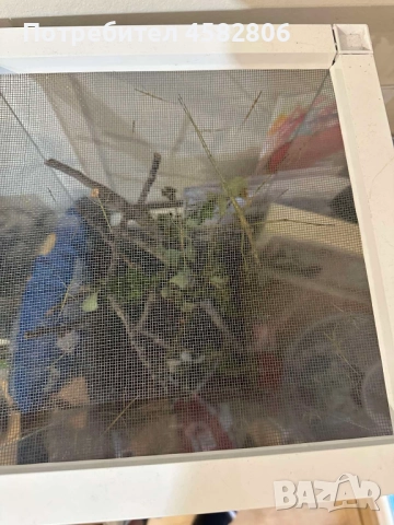 Анамска Пръчица / Насекоми пръчици / Виетнамски Пръчици, снимка 4 - Други - 52314463