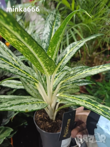   Аглоанема, снимка 2 - Стайни растения - 52859217