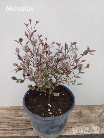 Магически Дракон, снимка 8 - Градински цветя и растения - 53906060