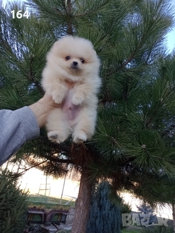 Мини момченце.Померан. Реални снимки от 29.12.25 г. , снимка 7 - Померан - 52885649