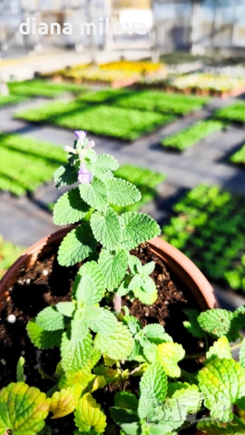 Непета, Nepeta, многогодишна и студоустойчива!!, снимка 7 - Градински цветя и растения - 52425887