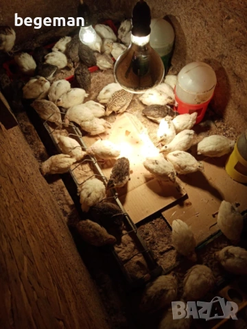 пъдпъдъци се продават