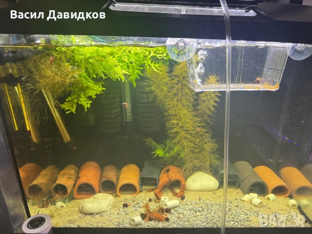 Анциструс L144 червен воал , снимка 16 - Рибки - 44500989