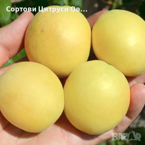 Ананасова Кайсия Апрокос Шалак Apricos Shalaк, снимка 1