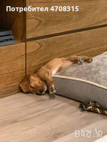 Кокер шпаньол момченце ваксина, снимка 2 - Кокер шпаньол - 54063405