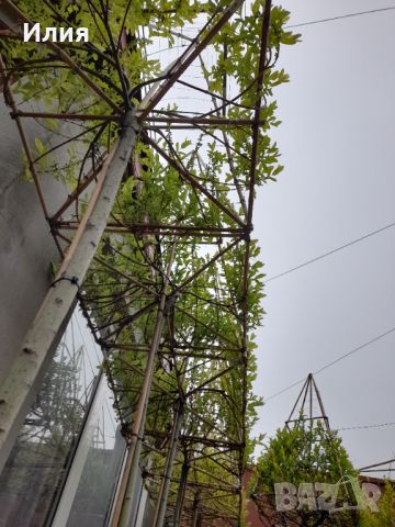 Вариегатна японска върба с геометрично оформление, снимка 17 - Градински цветя и растения - 45387000