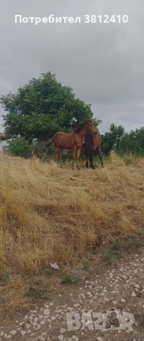 Продавам конче на 7 месеца женско., снимка 1