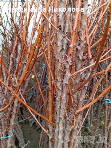 Продавам овощен посадъчен материал, снимка 12 - Разсади - 52362615