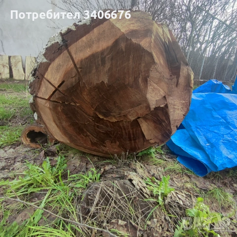 Ствол от вековен орех