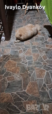 Померанче , снимка 3 - Шпиц - 53253261