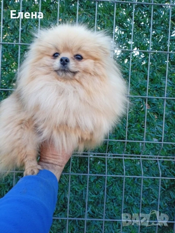 Женски померан , снимка 2 - Померан - 54101163