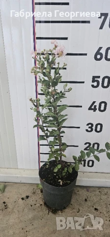 Индийски люляк , снимка 2 - Разсади - 51138613