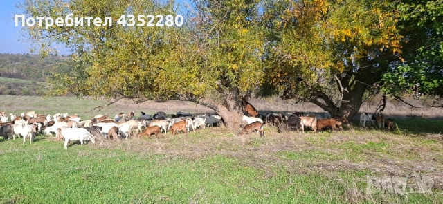 Кози 200лв, снимка 2 - Кози - 52164623