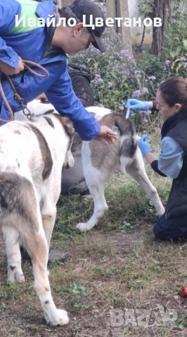 Алабай, снимка 10 - Средноазиатска овчарка - 53167876