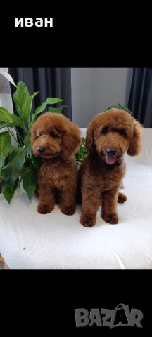пудел момчета , снимка 1