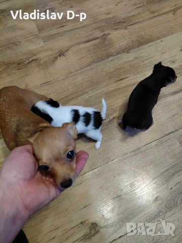 пинчер чихуахуа, снимка 2 - Пинчер - 53067644