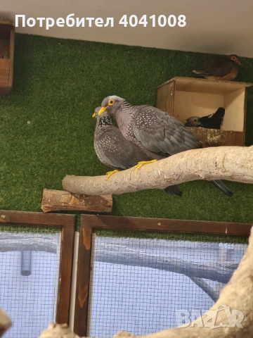 Продавам Маслинови гълъби , снимка 5 - Гълъби - 54007492