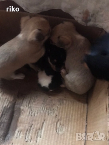 Продавам малки пинчерчета , снимка 7 - Пинчер - 52849271