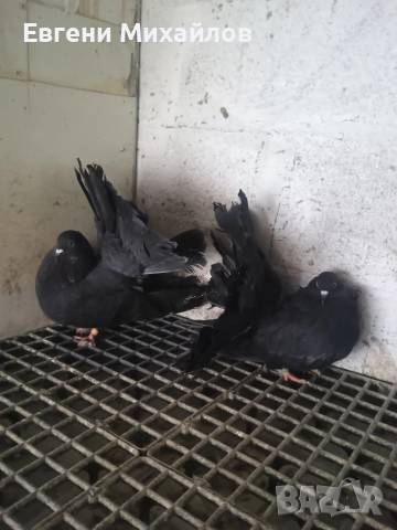 Фенерлии , снимка 4 - Гълъби - 52909916