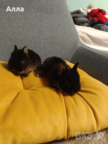 Декоративно зайче Холандско джудже, снимка 2 - Декоративни зайчета - 52528106